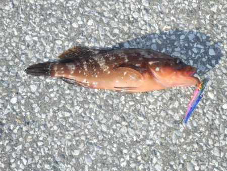 南大阪‼あこう（33）‼　【20250713】